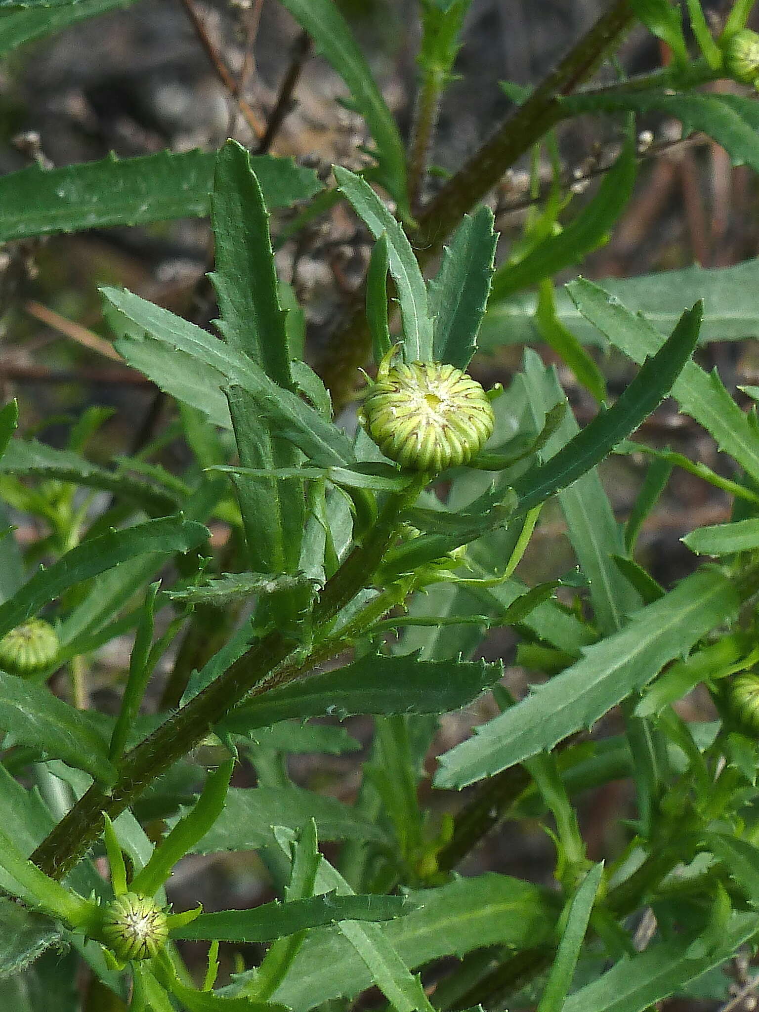 صورة Leucanthemum ircutianum (Turcz.) DC.