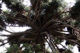 Image of Candelabra Tree