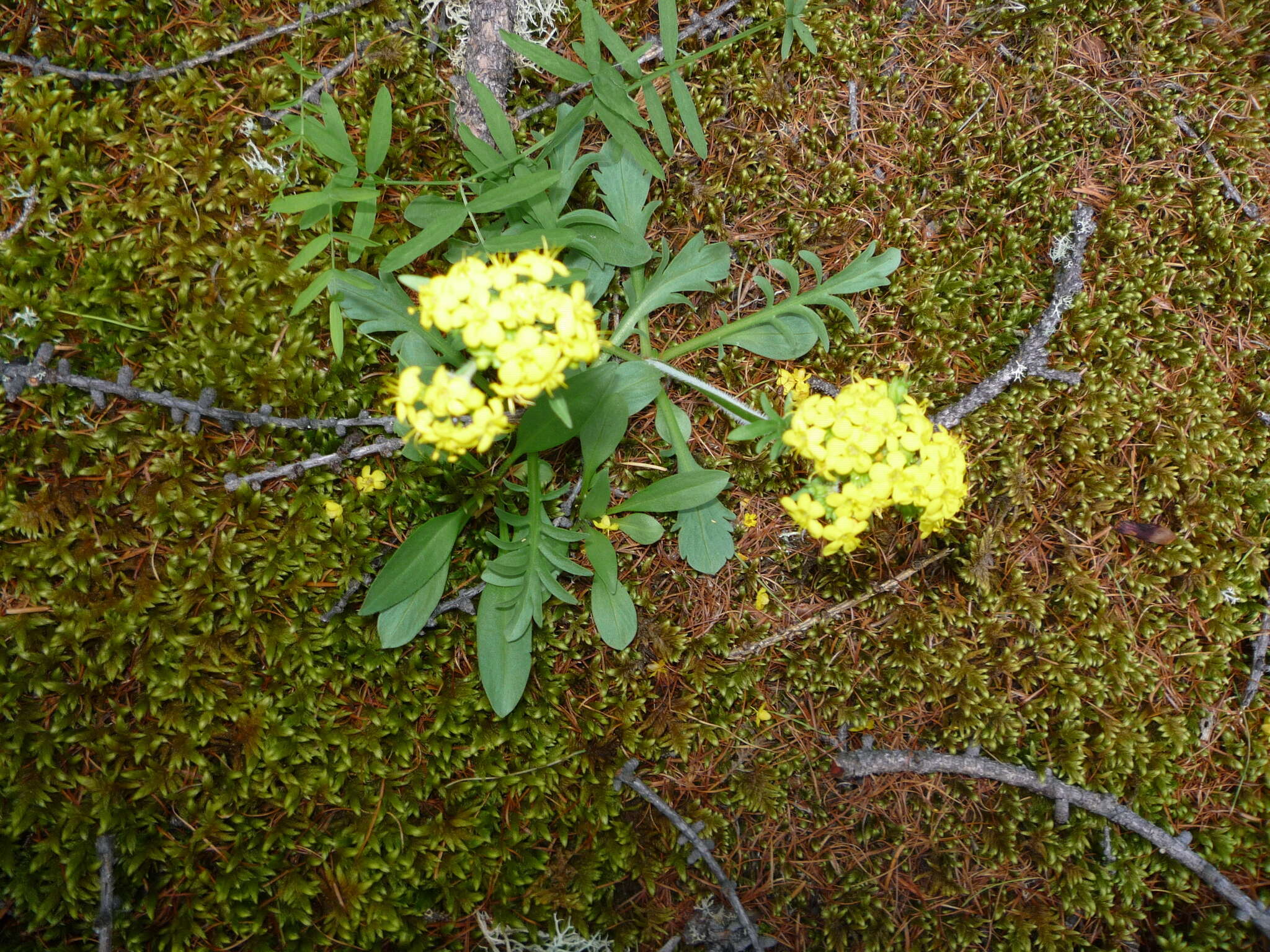 Image of Patrinia sibirica (L.) Juss.