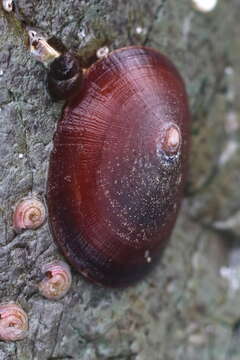 Image of Rocking chair limpet