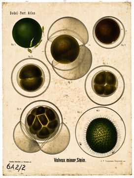 Image of Globe Algae