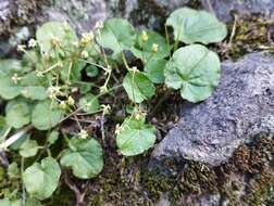 صورة Dioscorea humilis Bertero ex Colla