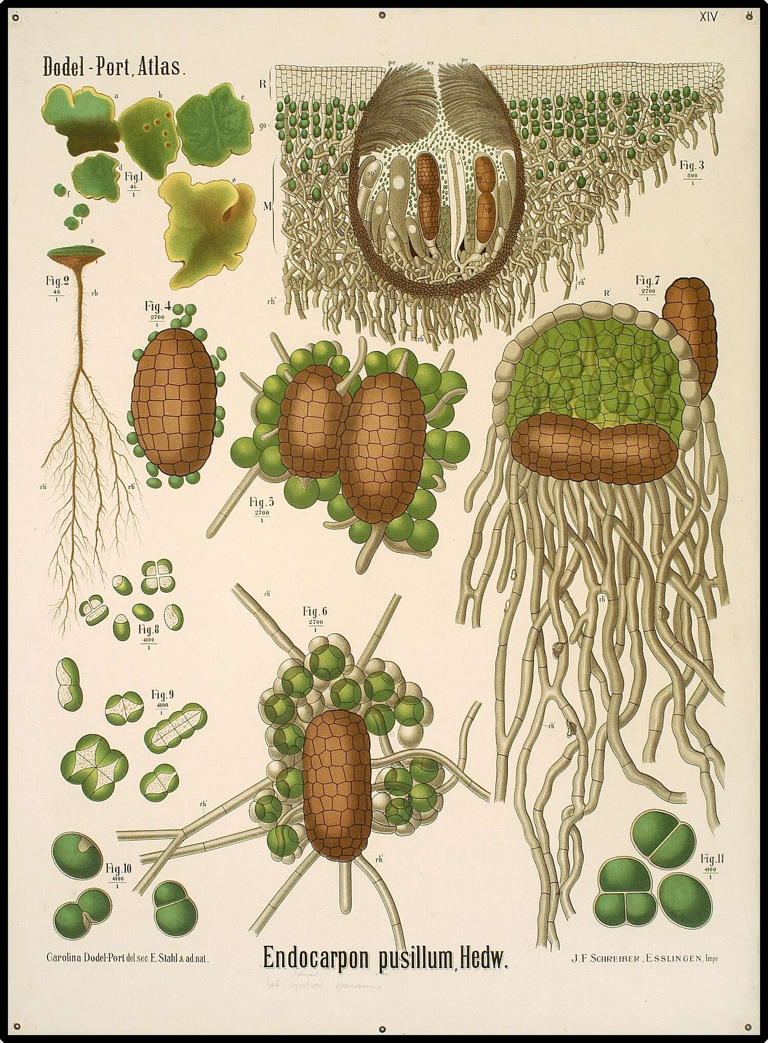 Image of chalice lichen
