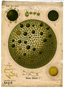 Image of Globe Algae
