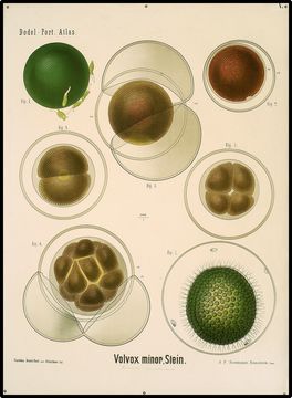 Image of Globe Algae