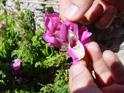 Image of garden snapdragon