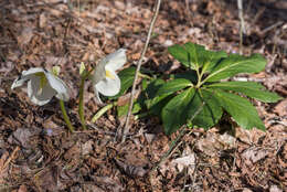 Image of black hellebore