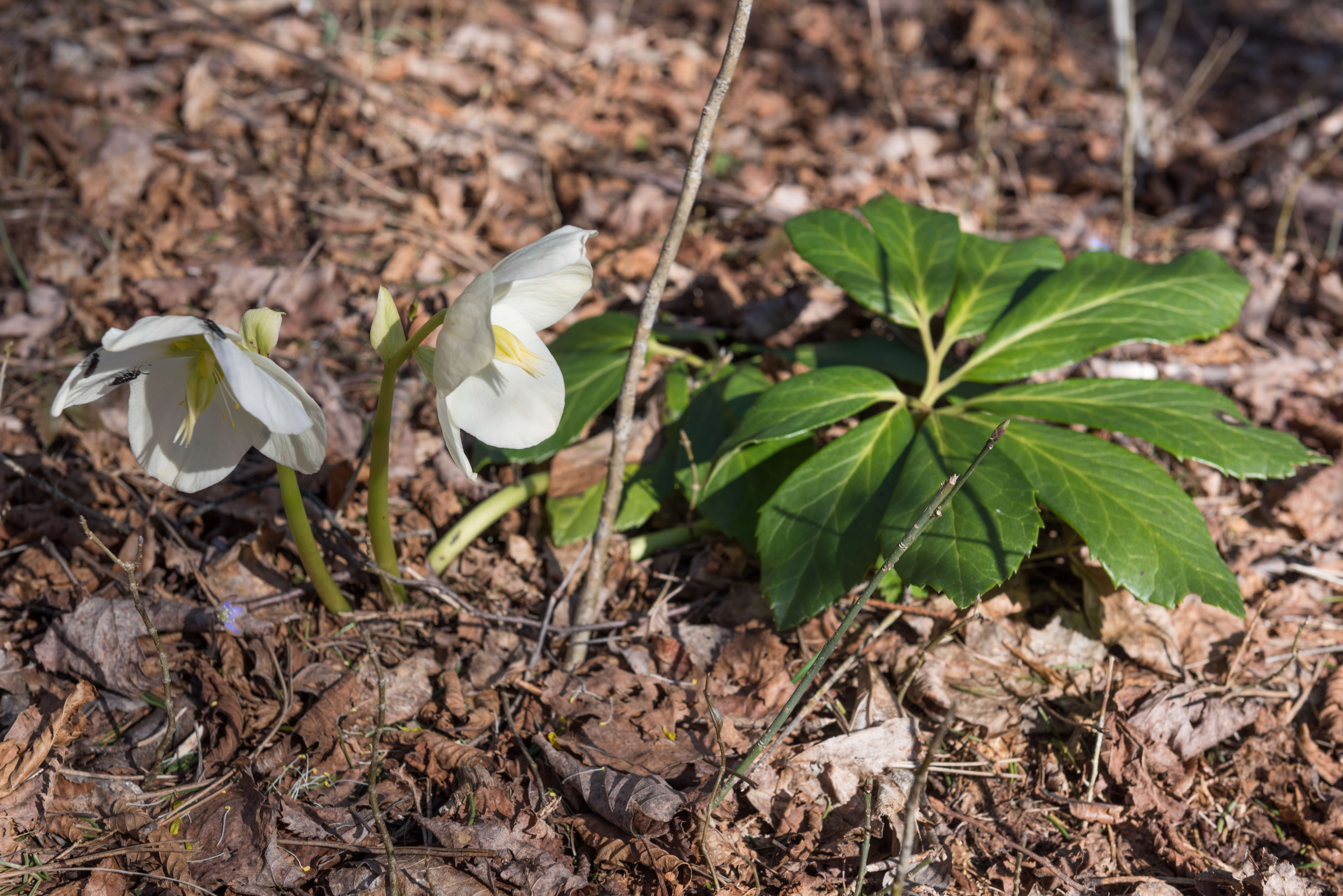 Image of black hellebore