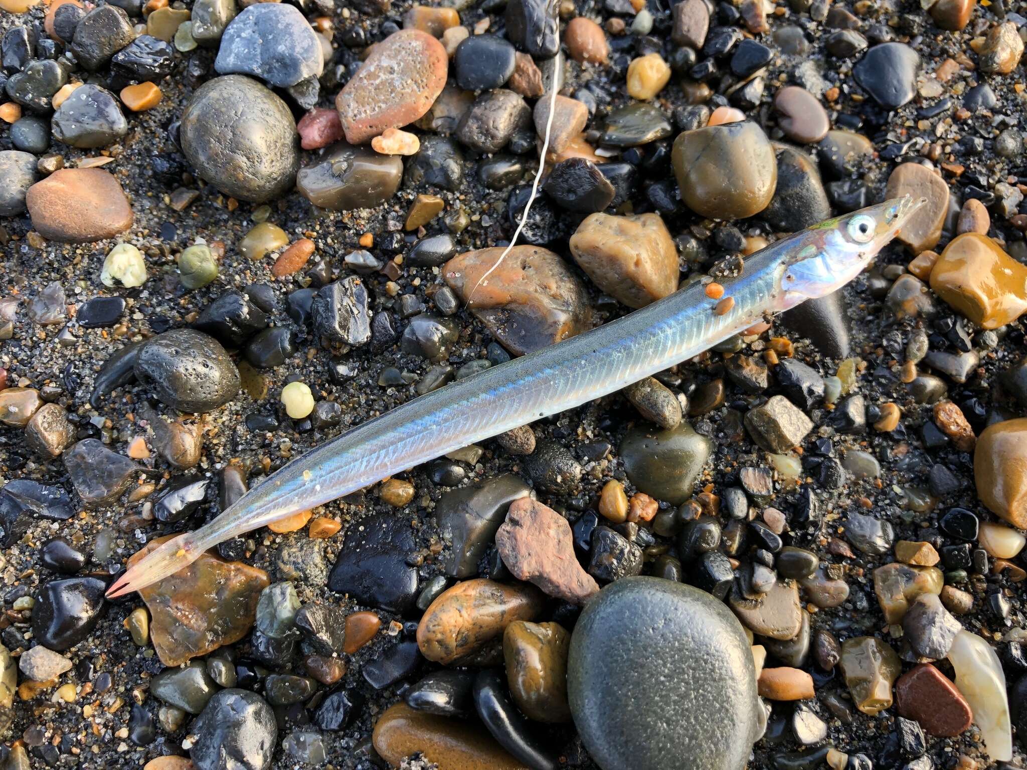 Image of Pacific sand lance