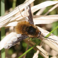 Image of Large bee-fly