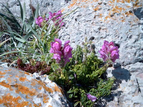 Plancia ëd Antirrhinum majus L.