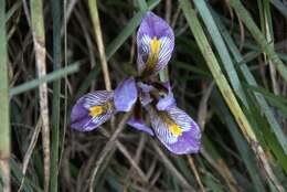 Image of Iris unguicularis subsp. cretensis (Janka) A. P. Davis & Jury