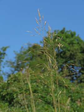 Image of Chrysopogon gryllus (L.) Trin.