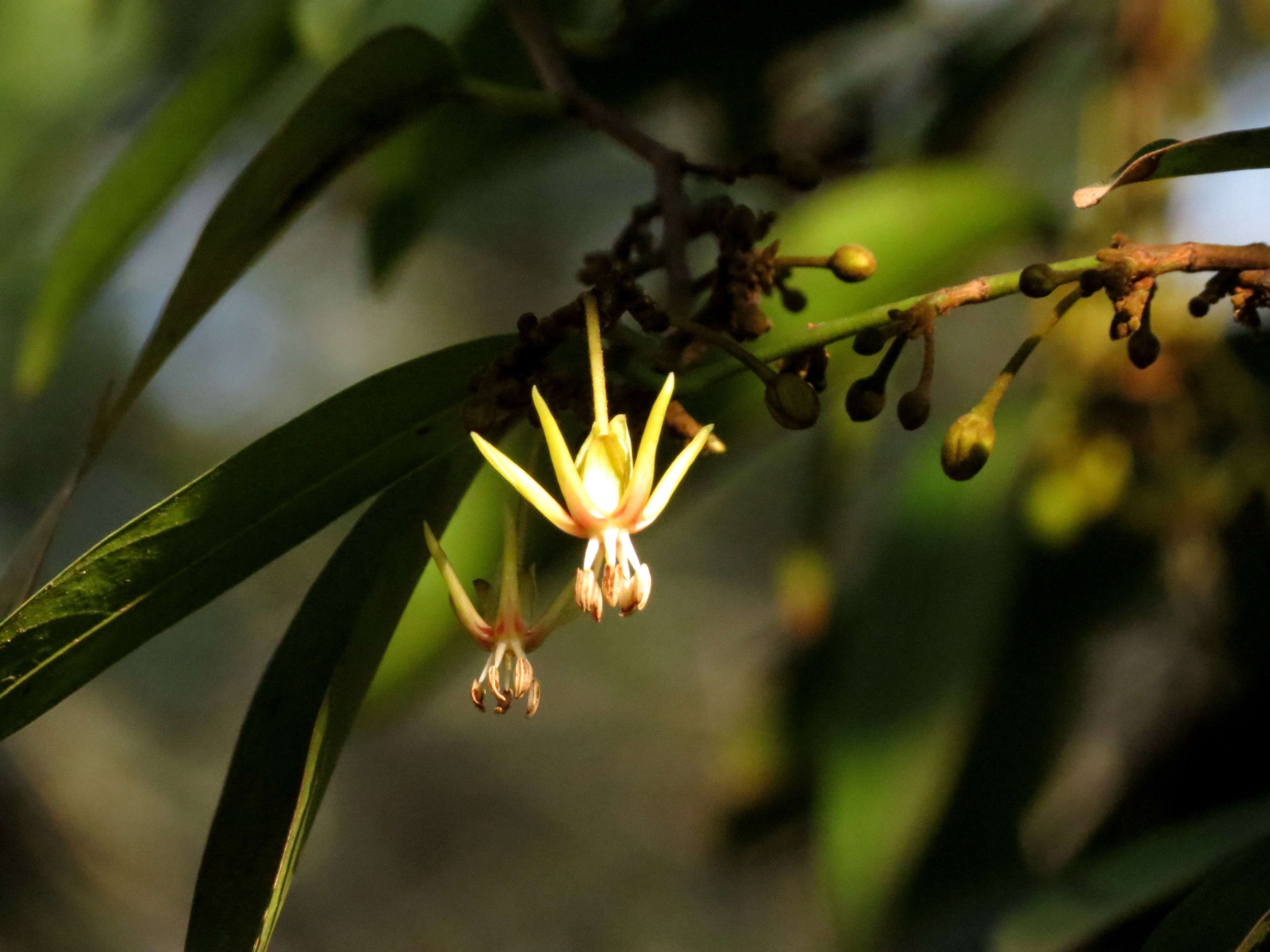 Imagem de Hydnocarpus alpinus Wight