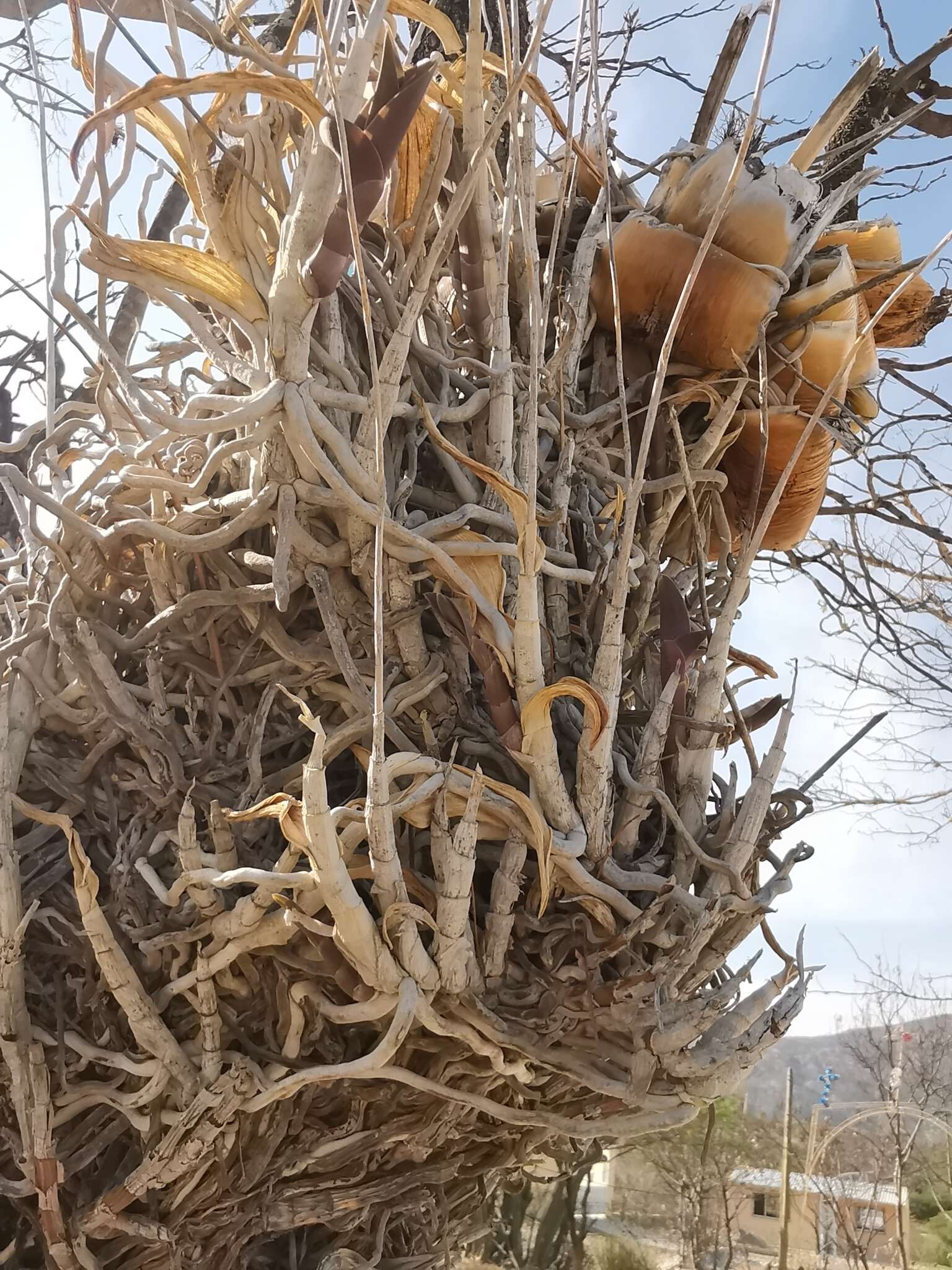 Image of Barkeria lindleyana subsp. vanneriana (Rchb. fil.) Thien