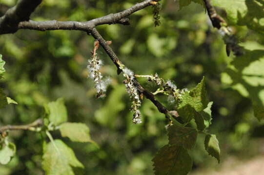 Image of Populus guzmanantlensis A. Vázquez & R. Cuevas