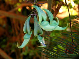 Image of Jade Vine