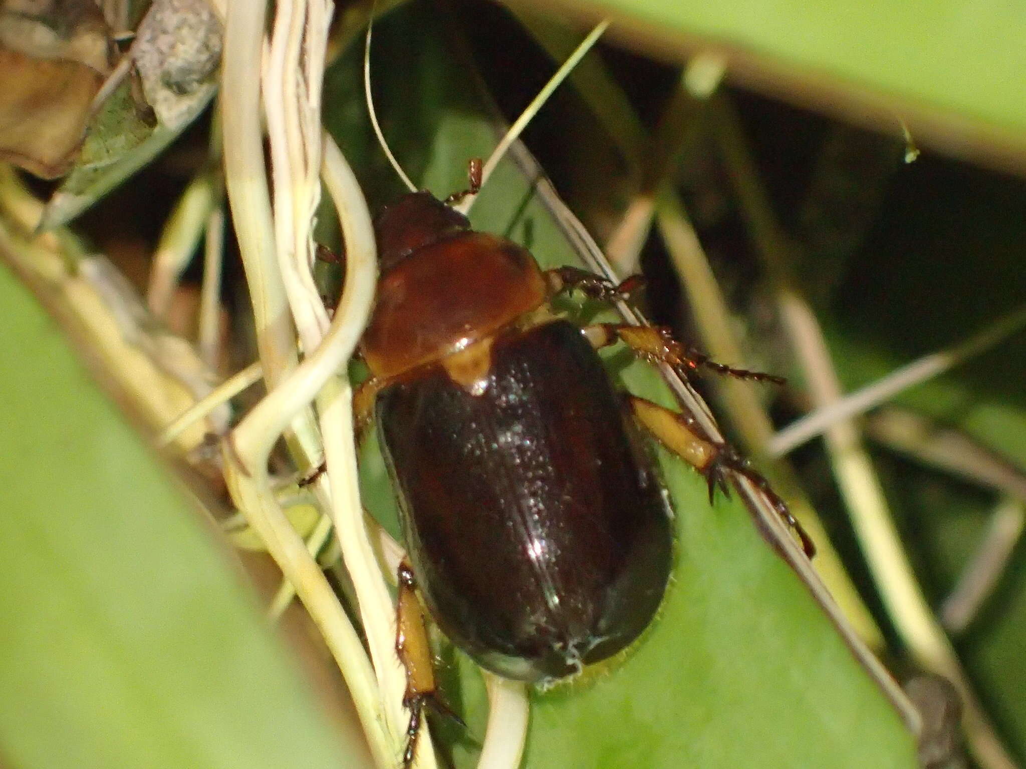 Ancognatha manca (Le Conte 1866) resmi