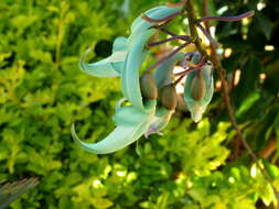 Image of Jade Vine