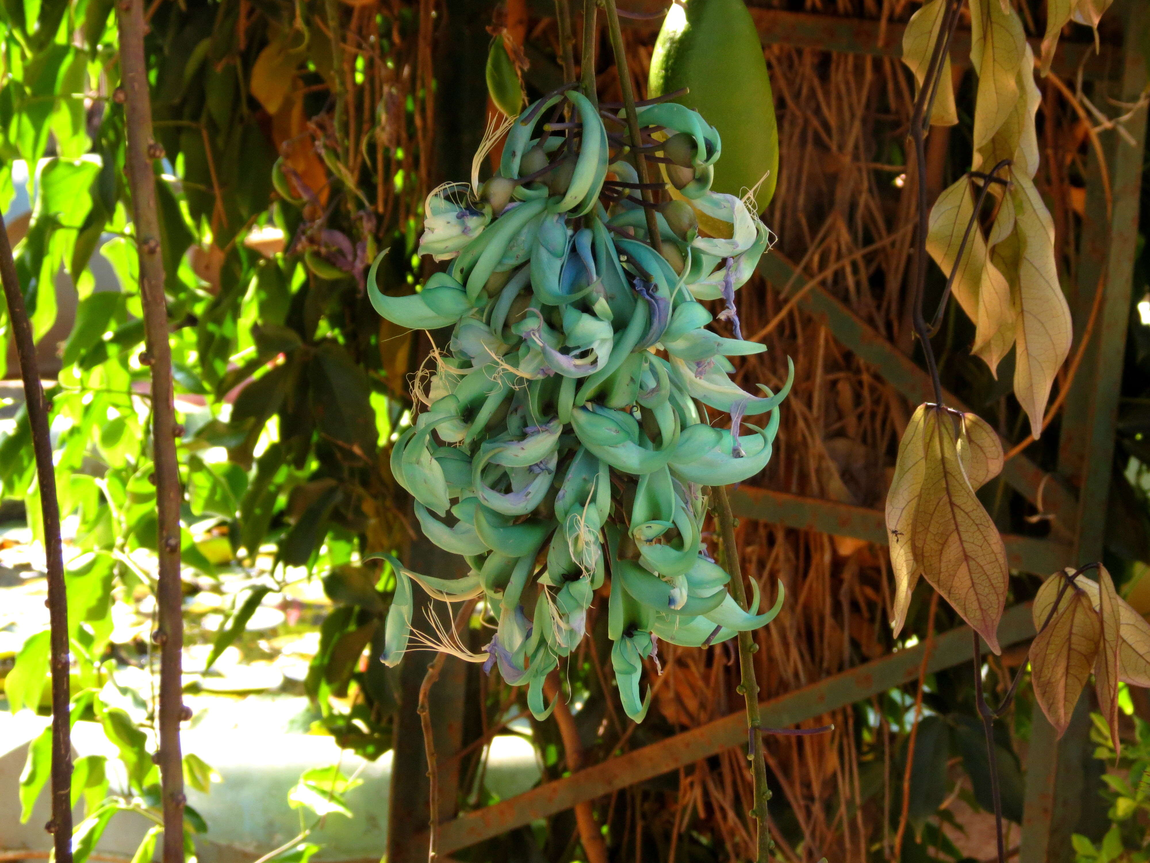 Image of Jade Vine