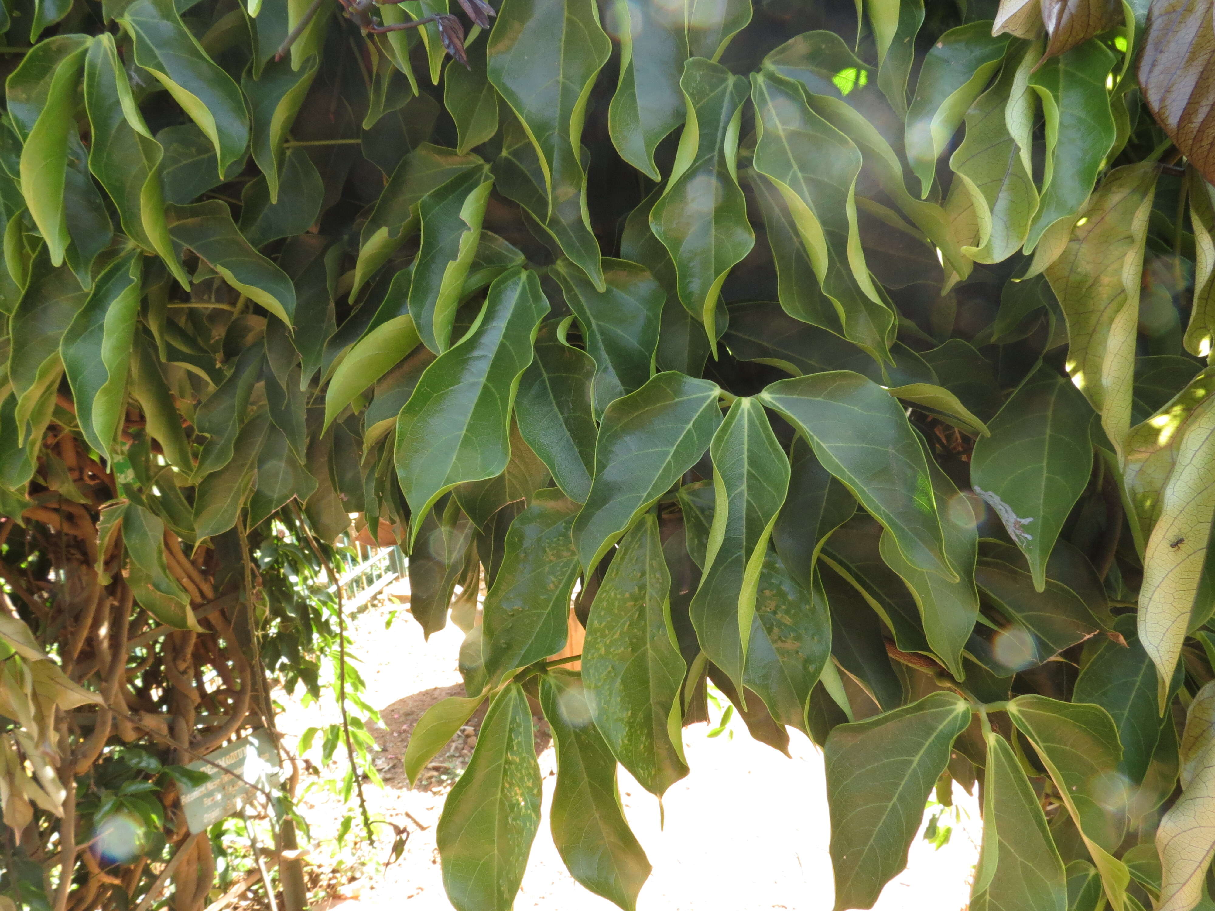 Image of Jade Vine