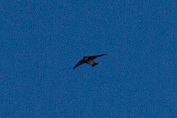 Image of Asian House Martin