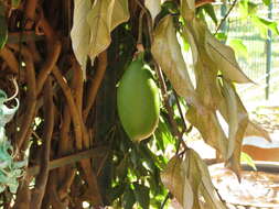 Image of Jade Vine