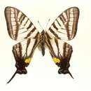 Image of Graphium mullah