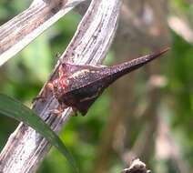 Image of Thorn Treehopper