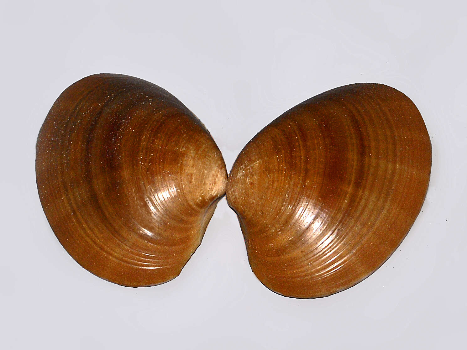 Image of Smooth clam