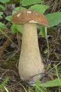 Image of summer cep