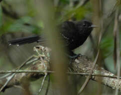 Image of Mato Grosso Antbird