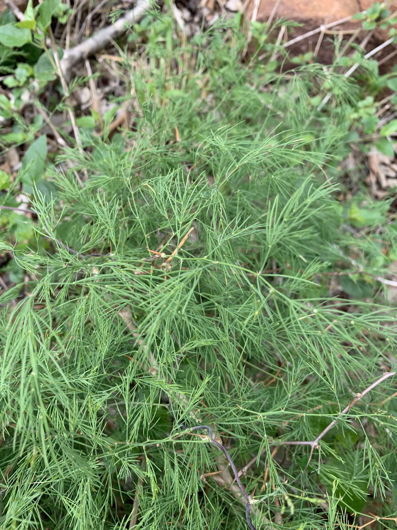 Image of Asparagus buchananii Baker