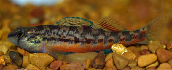 Image of Yazoo Darter