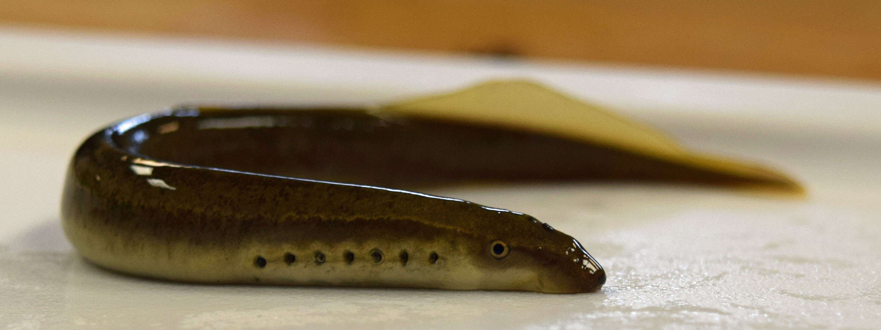 Image of Least Brook Lamprey