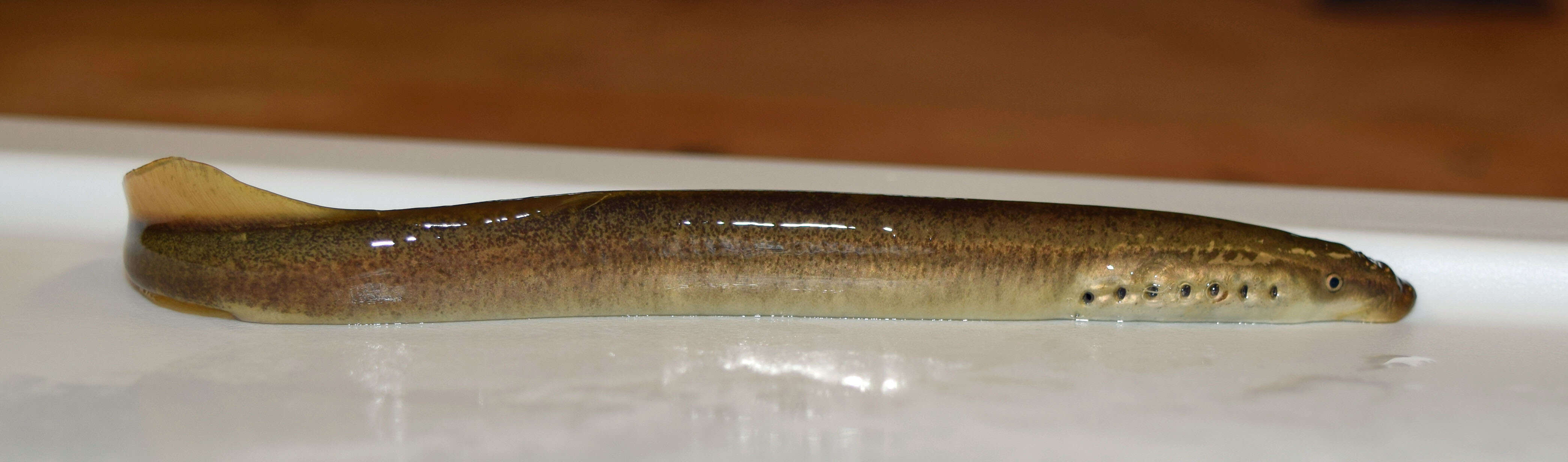 Image of Least Brook Lamprey