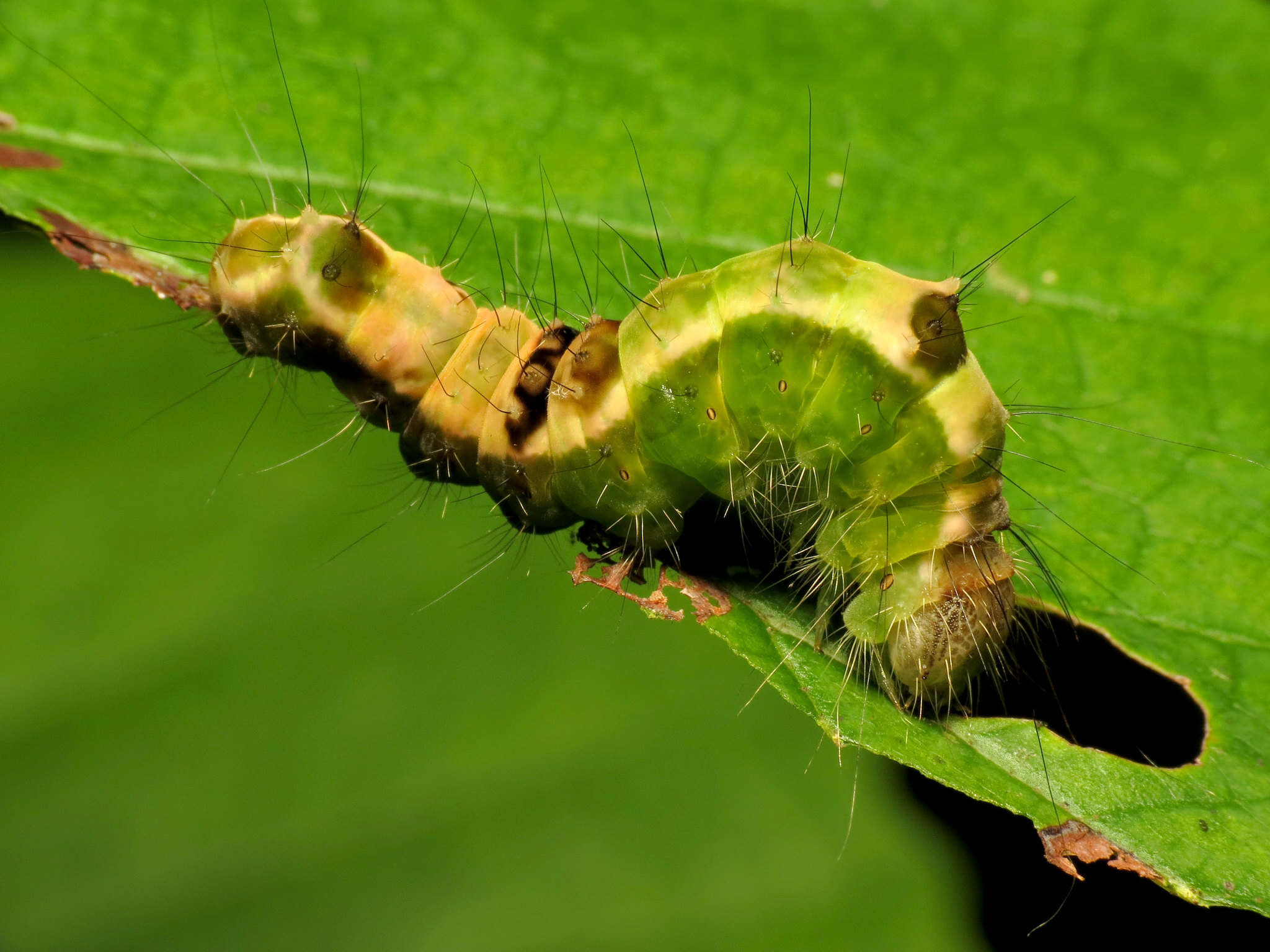 Image of Witch Hazel Dagger