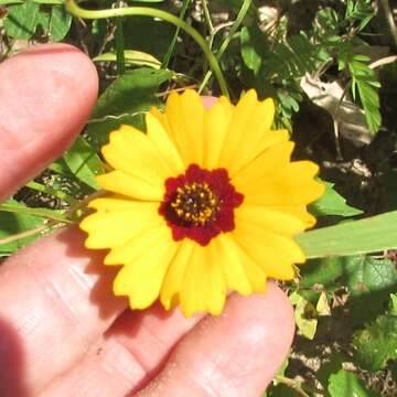 Imagem de Coreopsis basalis (Otto & A. Dietr.) Blake