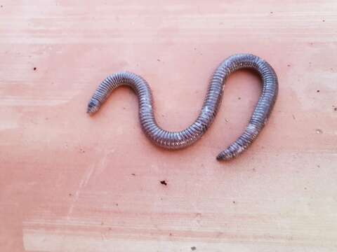 Image of Iberian Worm Lizard