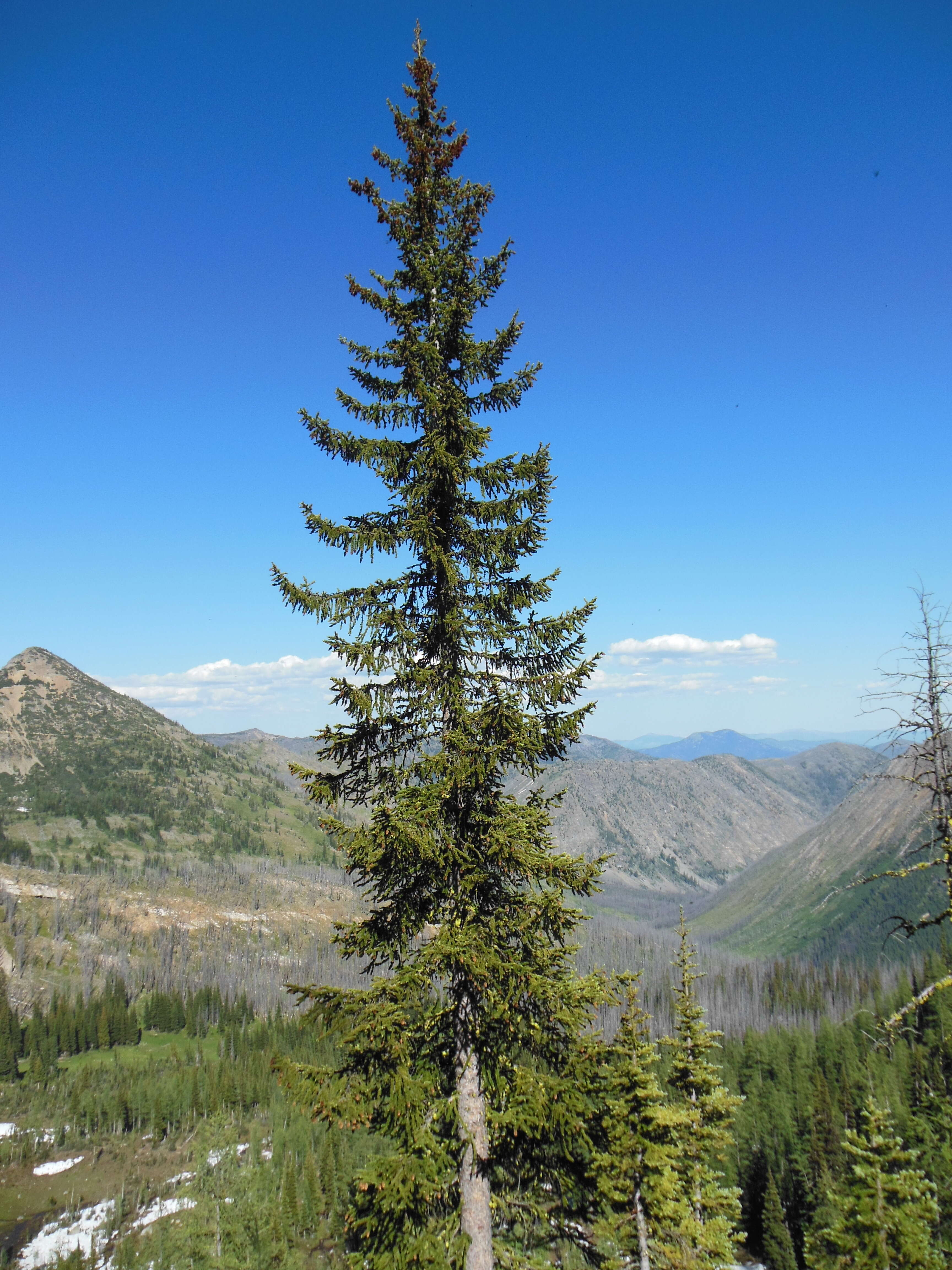 Image of Engelmann Spruce