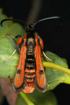 Image de Chamaesphecia anthraciformis Rambur 1832