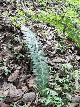 Image of Cycad