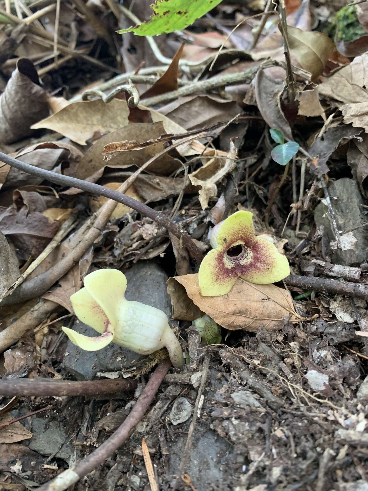 Image of Asarum yaeyamense Hatusima