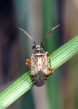 Image of Eurystylus bellevoyei (Reuter 1879)