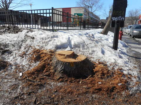 Image of Emerald ash borer