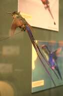 Image of Violet-tailed Sylph