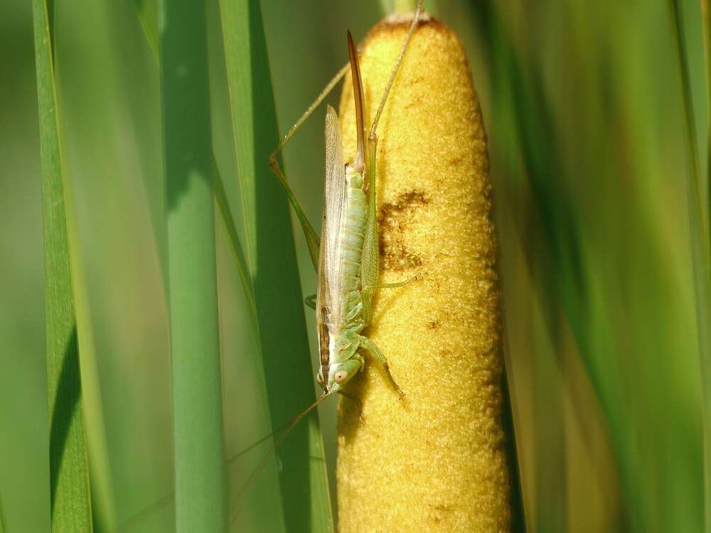 Image de Conocephalus (Anisoptera) fuscus (Fabricius 1793)