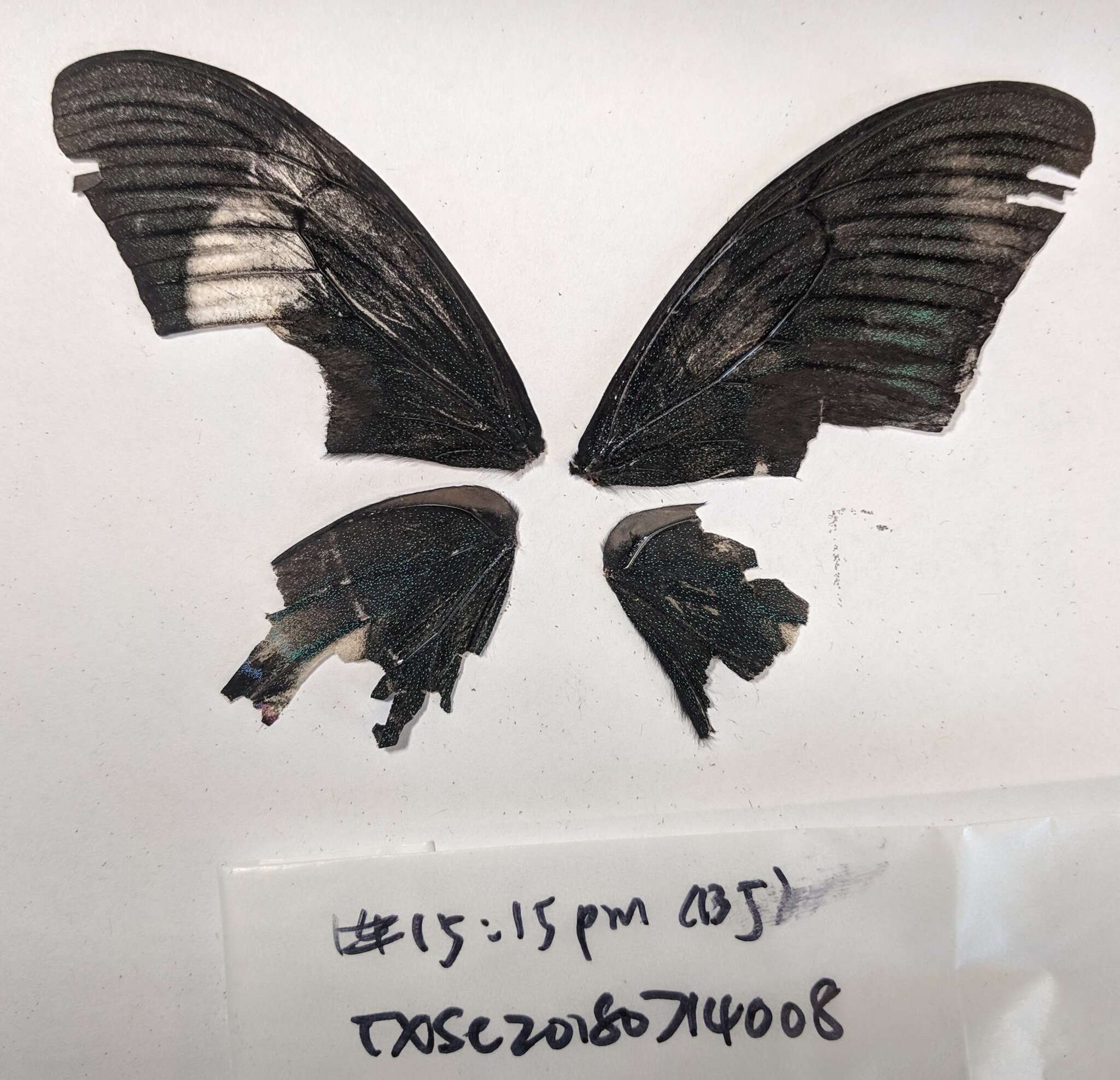 Image of Papilio syfanius Oberthür 1886