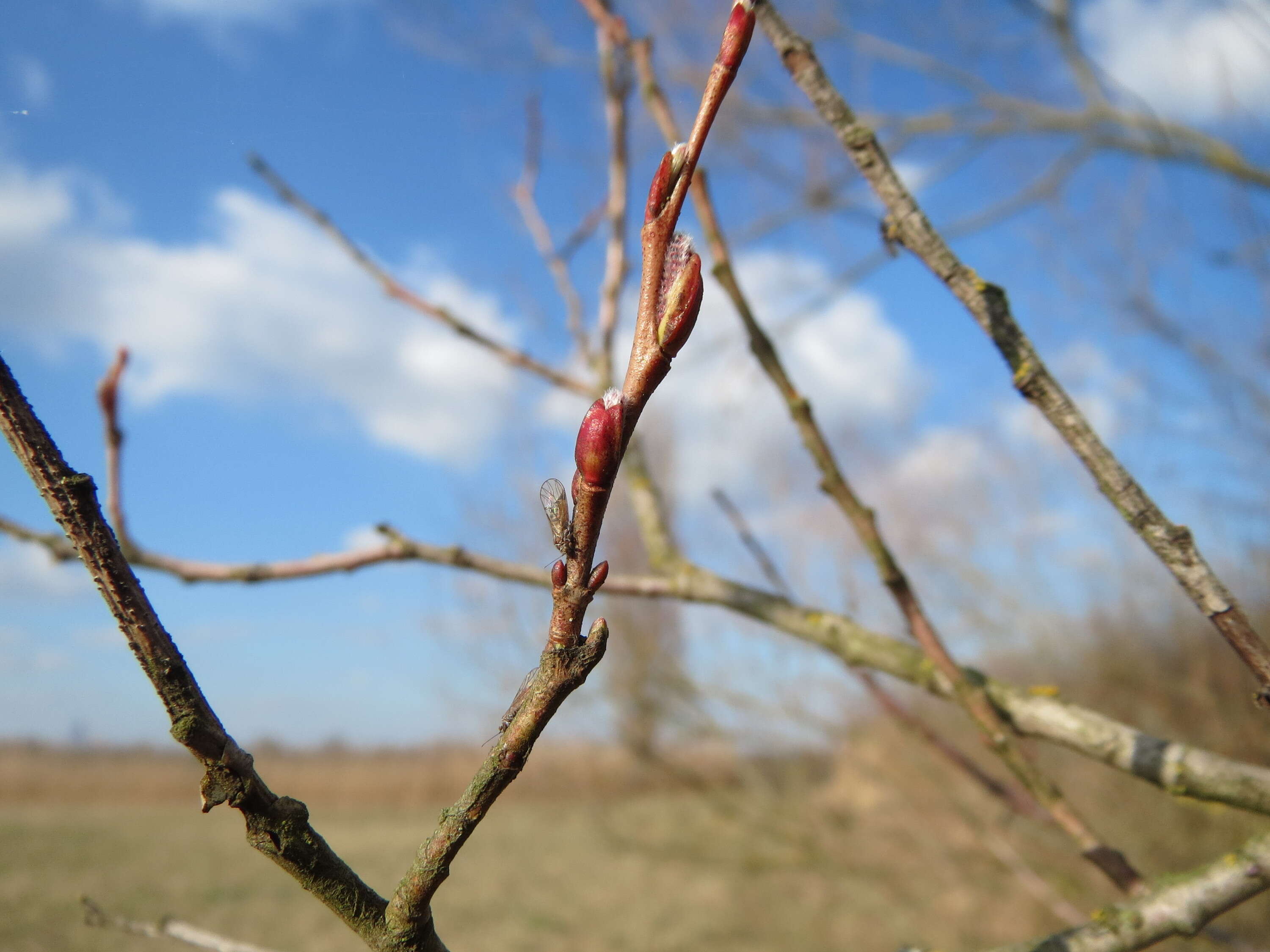 Image of purple willow