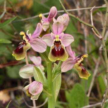 Image of Sawfly orchid